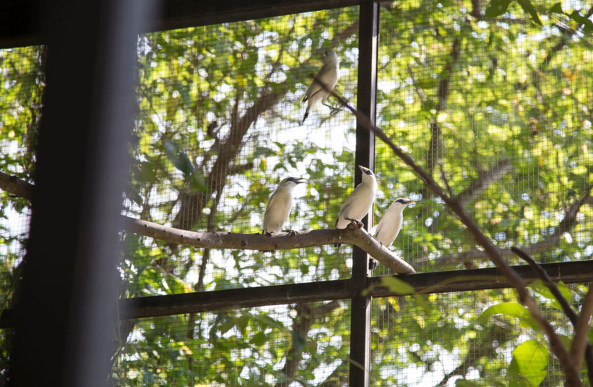 PLM_Bali Starling