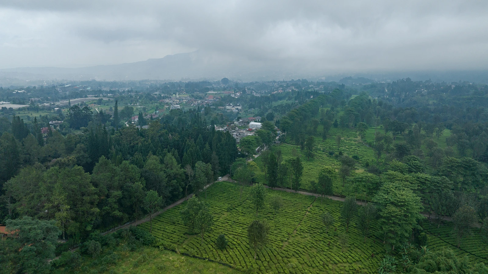 PUNCAK_Buggy-Gunung-Mas-9