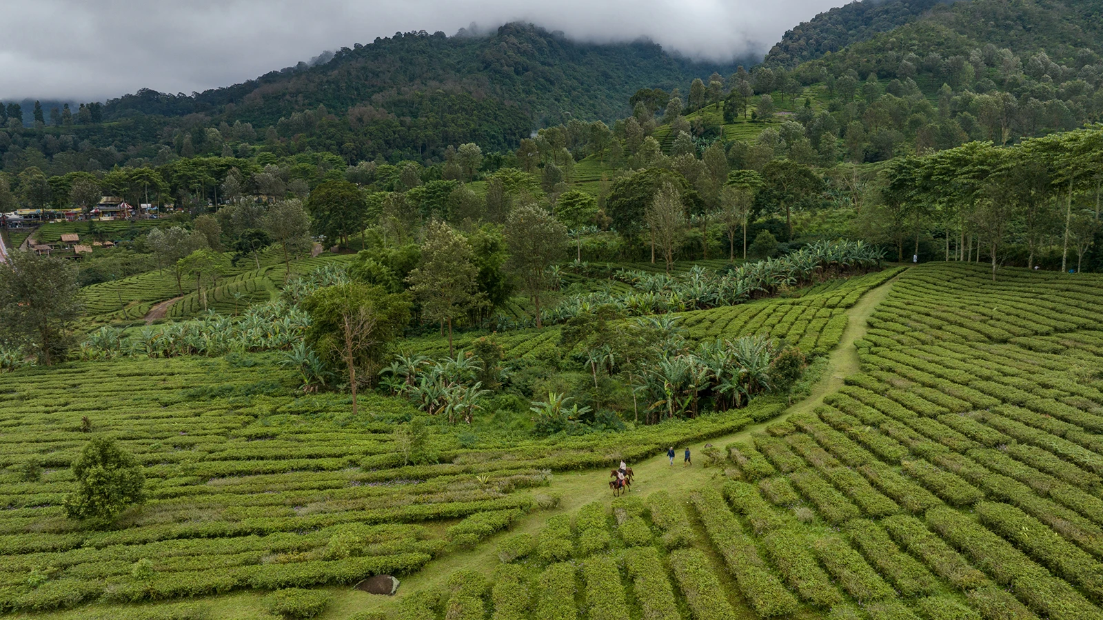 PUNCAK_Horse-Riding_Gunung-Mas-3
