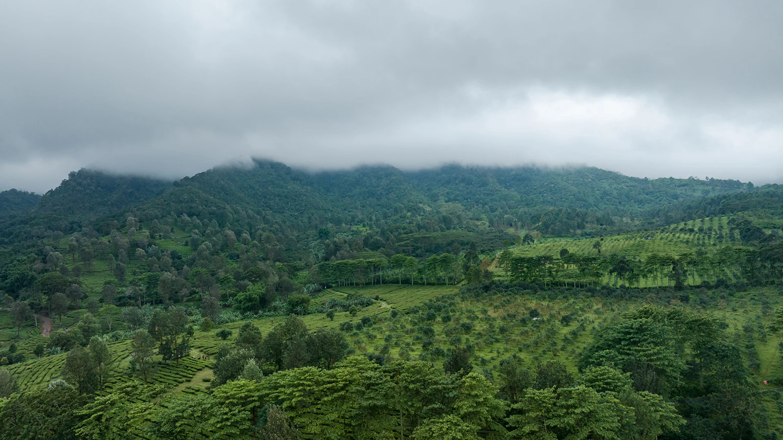 PUNCAK_Surrounding_Gunung-Mas-3